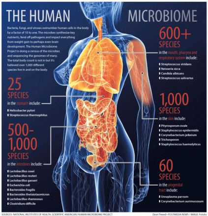human microbiome